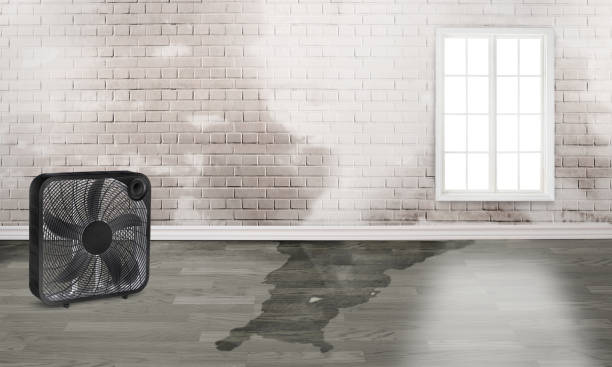 Best Basement water damage restoration  in Caway, AR